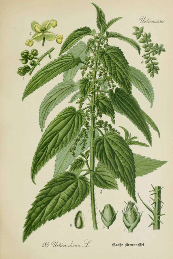 Gyógynövények, homeopátia, népi gyógyászat -6 – Csalán Dr. Thomé  Botanika